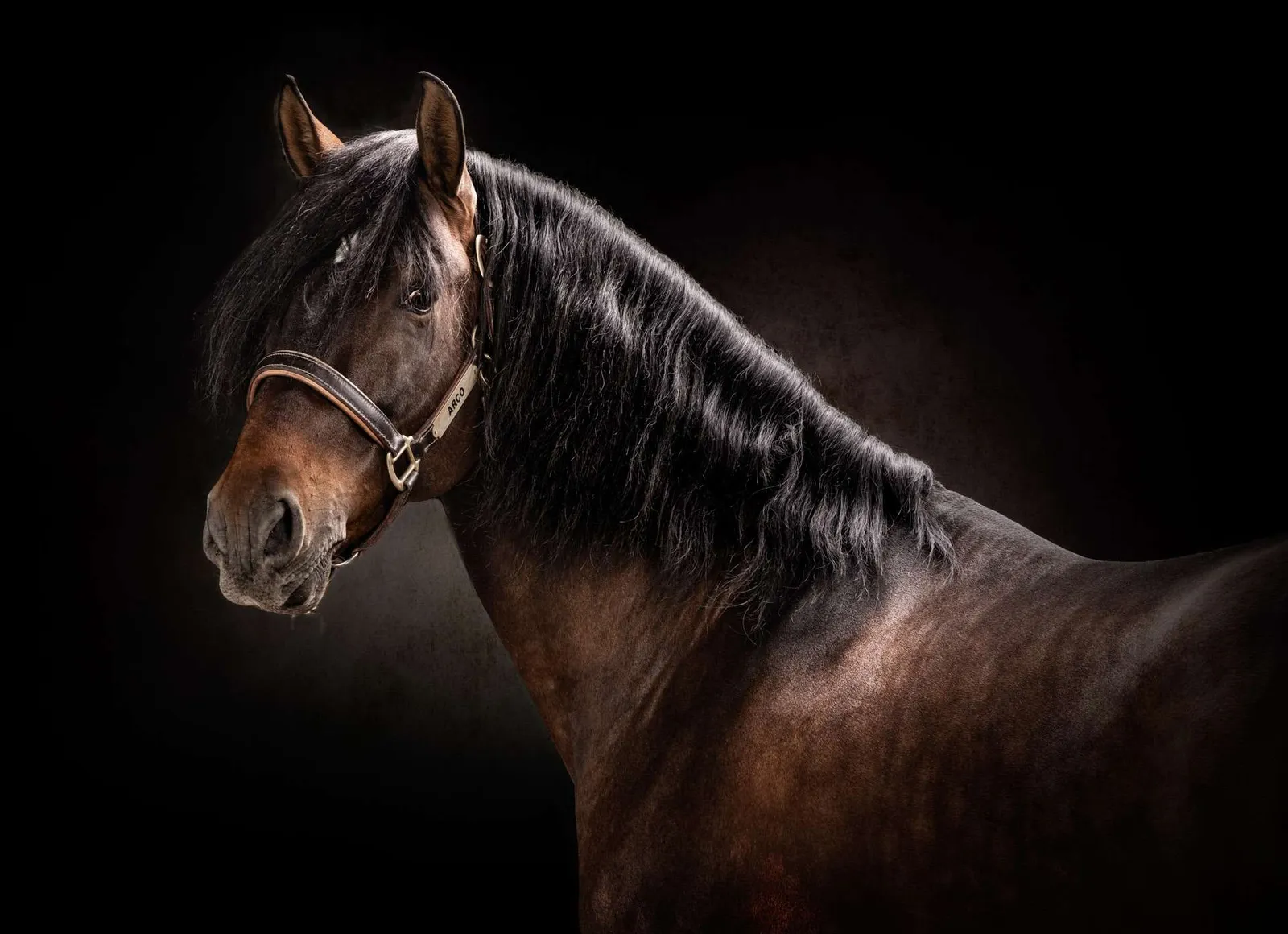 Caballo castaño de perfil sobre fondo negro