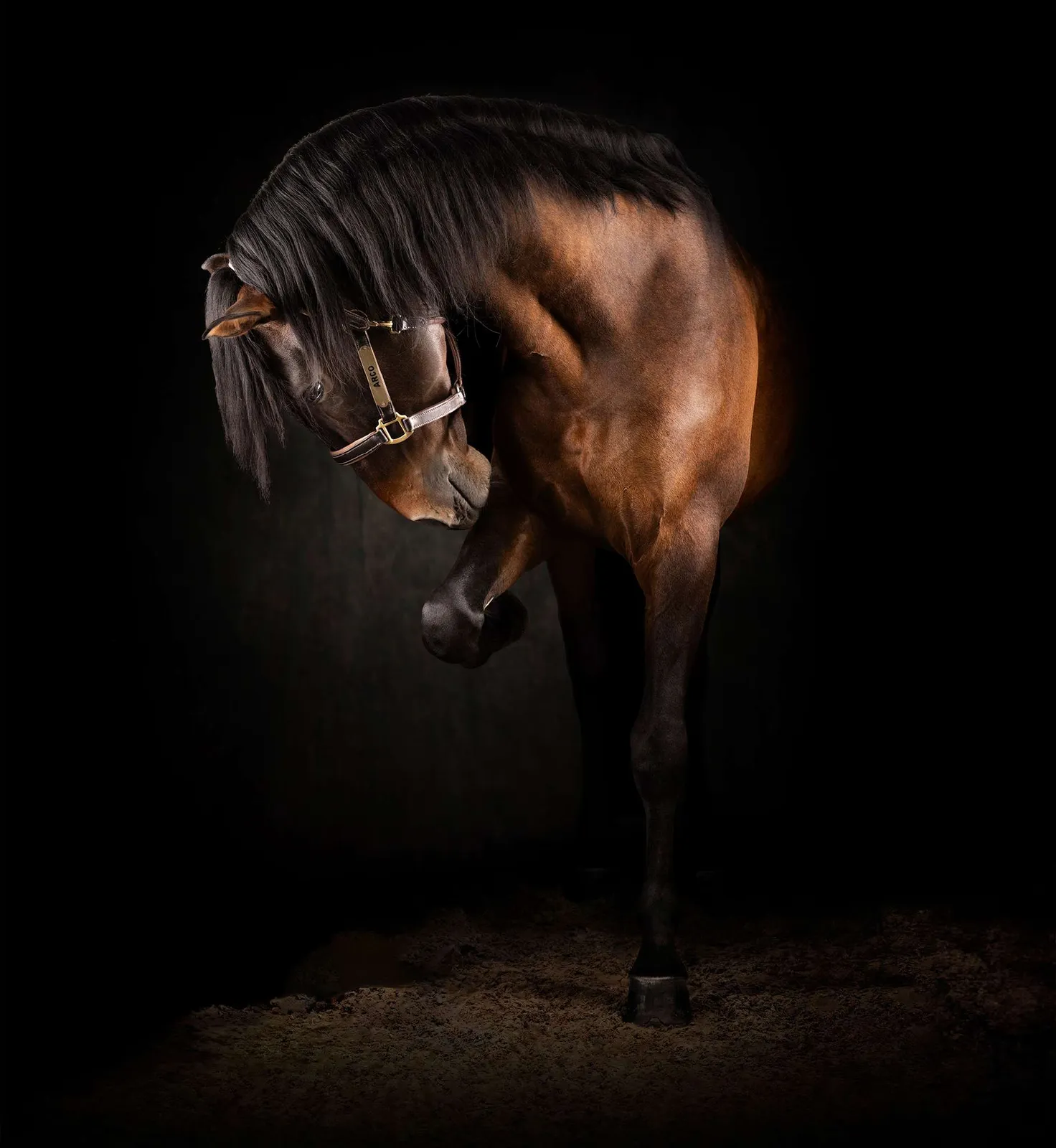 Caballo castaño de cuerpo entero sobre fondo oscuro