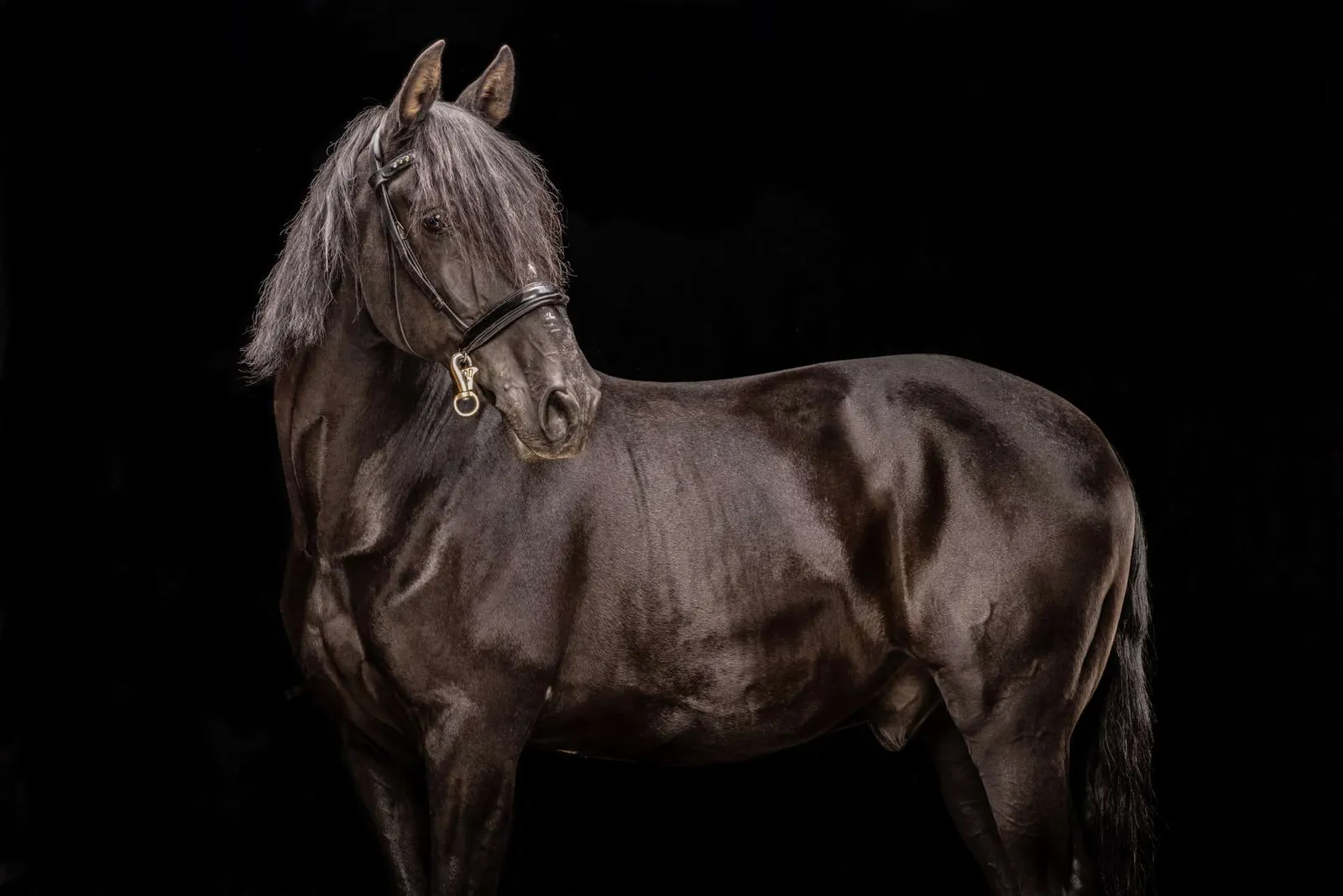 Caballo oscuro de cuerpo entero sobre fondo negro