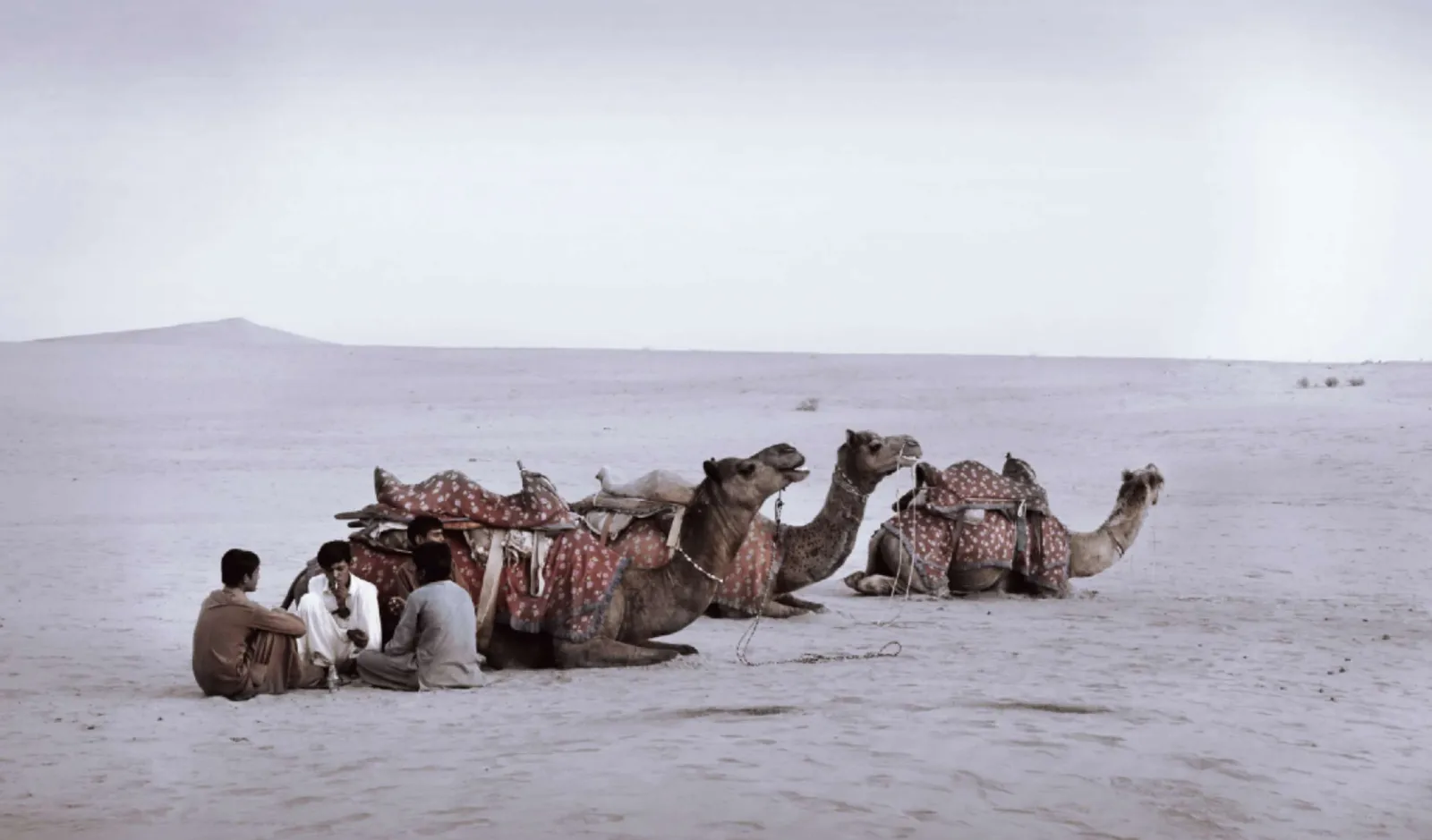 Hombres sentados junto a camellos echados en el desierto bajo un cielo claro