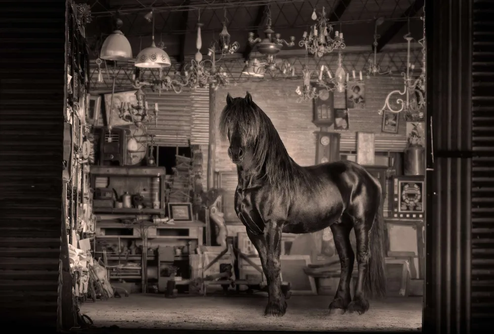 Caballo frisón negro dentro de un taller