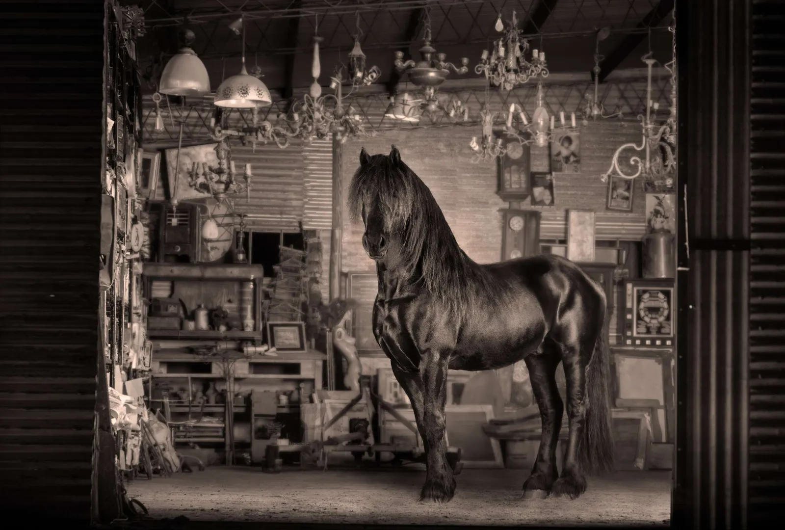 Caballo frisón negro dentro de un taller