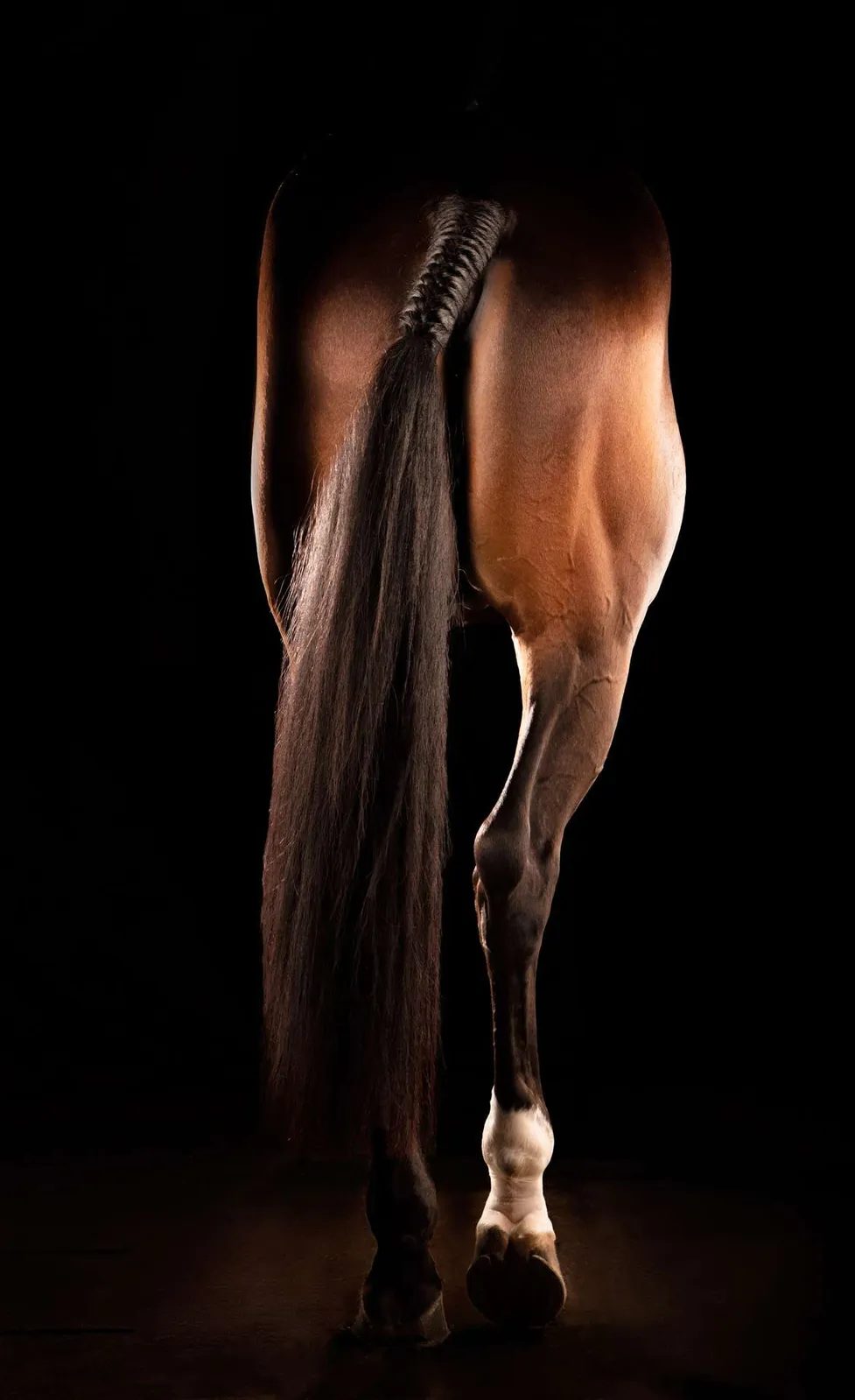 Patas de un caballo sobre fondo negro