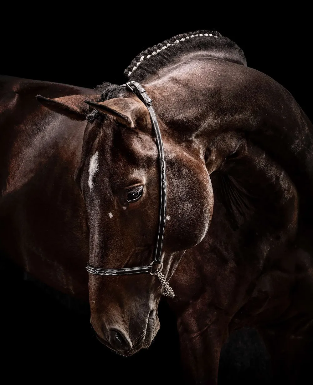 Caballo alazán con cabezada de cuero sobre fondo negro