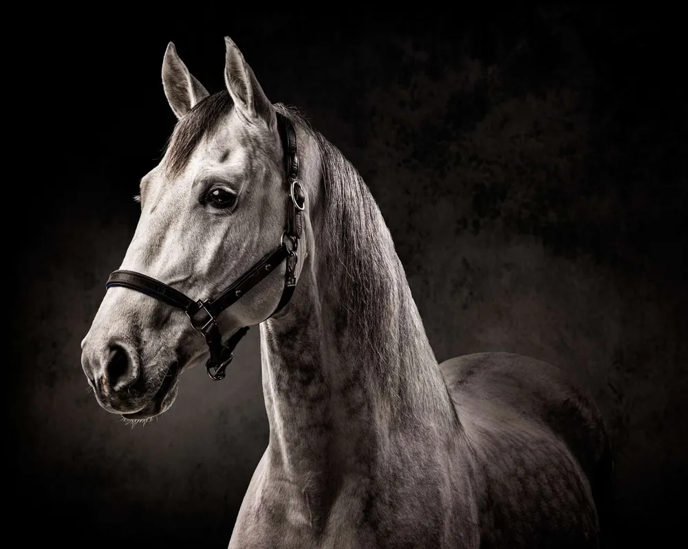 Caballo blanco con cabezada sobre fondo negro