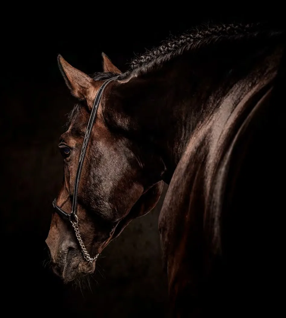 Caballo castaño con la cabeza baja y la crin trenzada, iluminado de lado