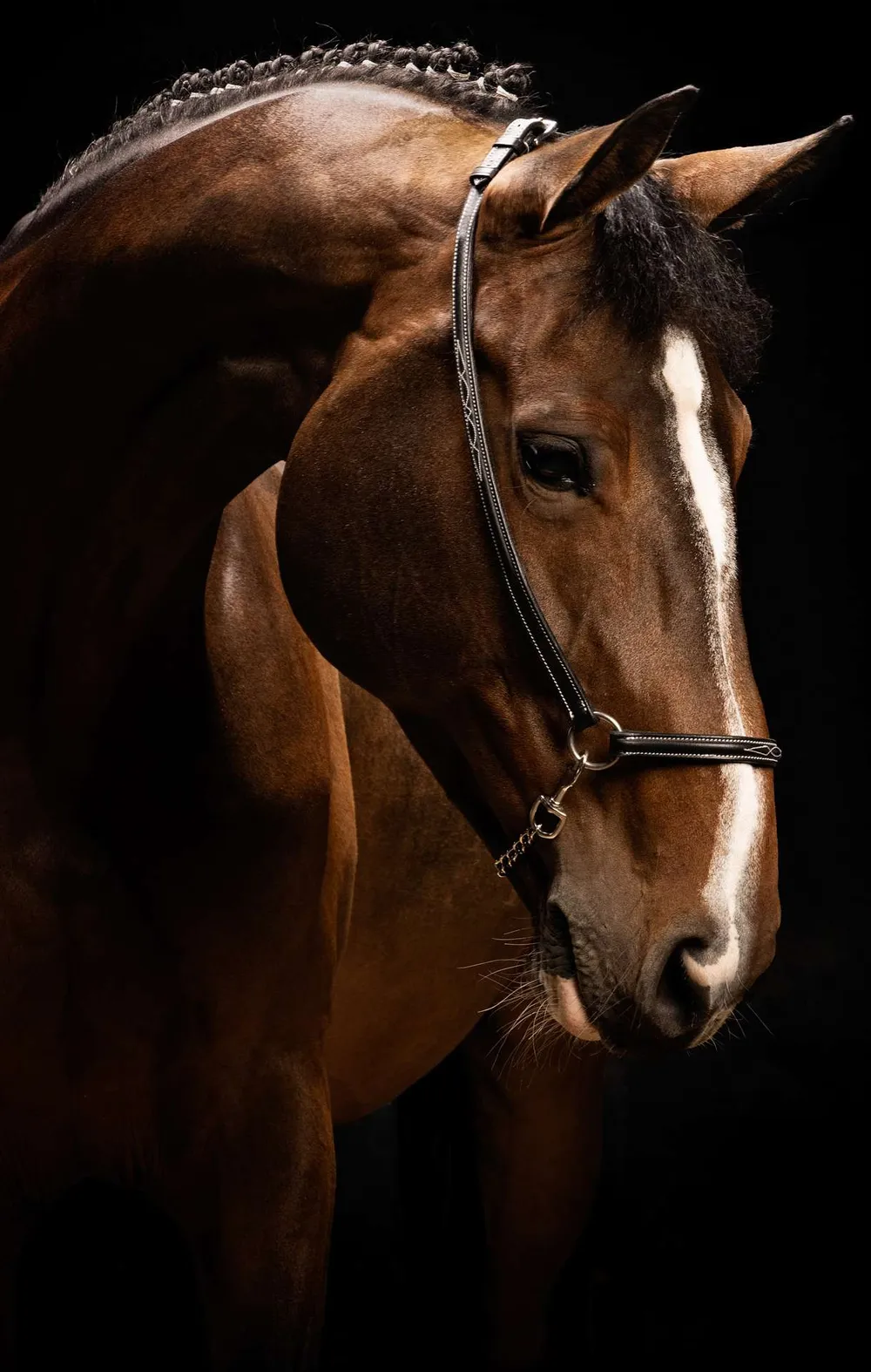 Cabeza de un caballo castaño con cabezada sobre fondo negro