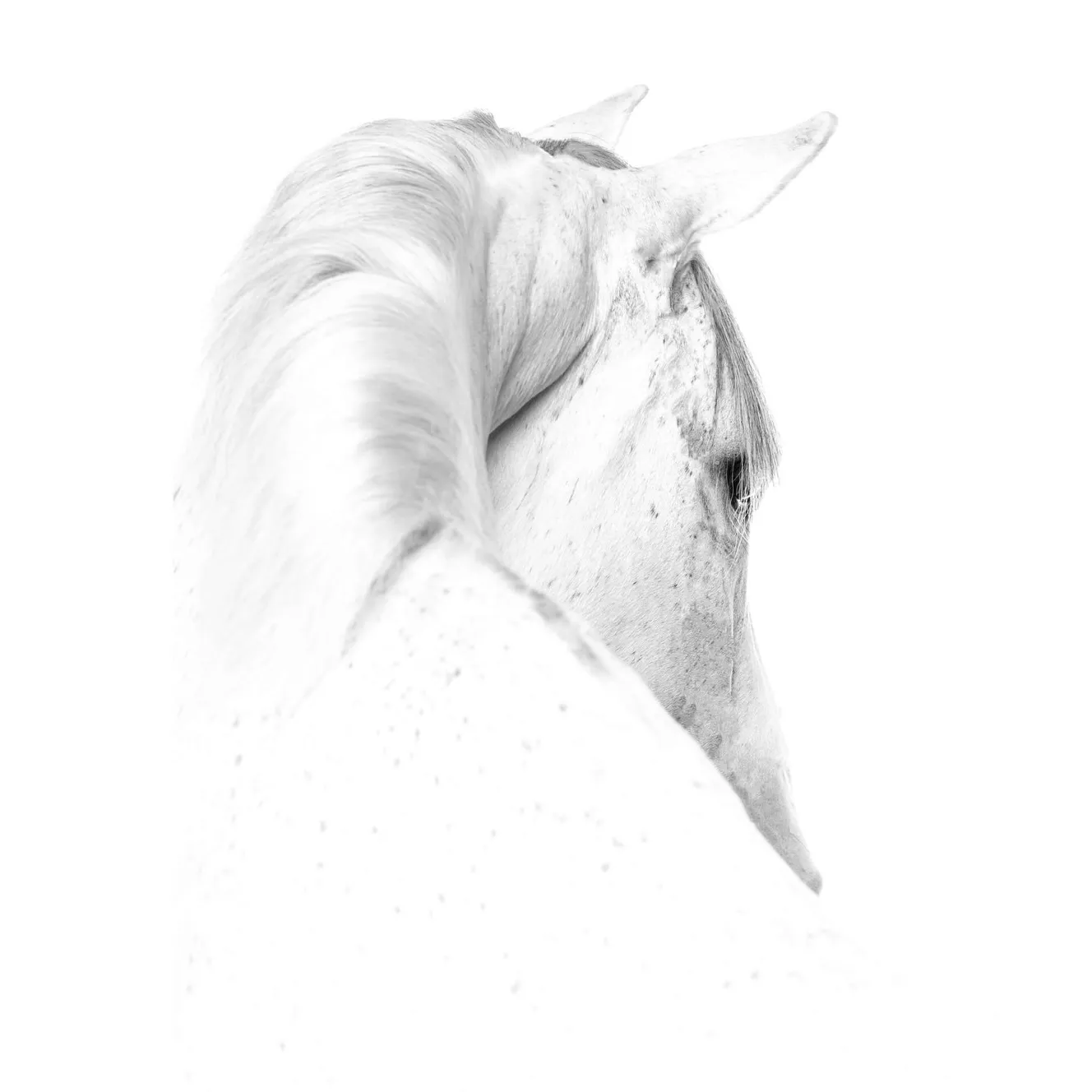 Cabeza de un caballo blanco sobre fondo blanco