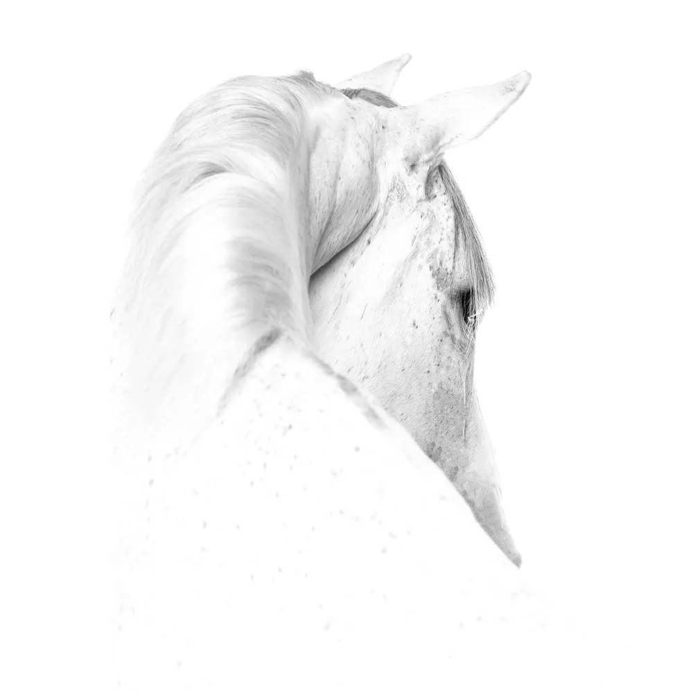 Cabeza de un caballo blanco sobre fondo blanco