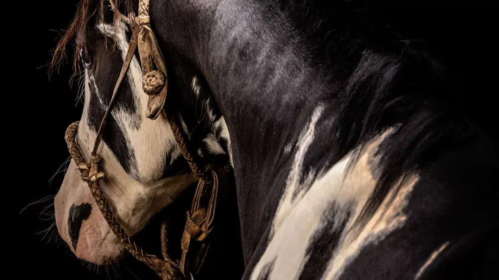 Caballo oscuro con la crin clara sobre fondo negro