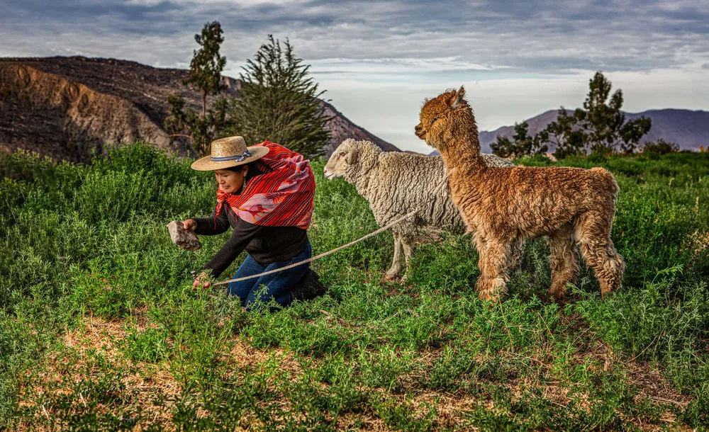 Pastora con sombrero junto a llamas en un campo verde