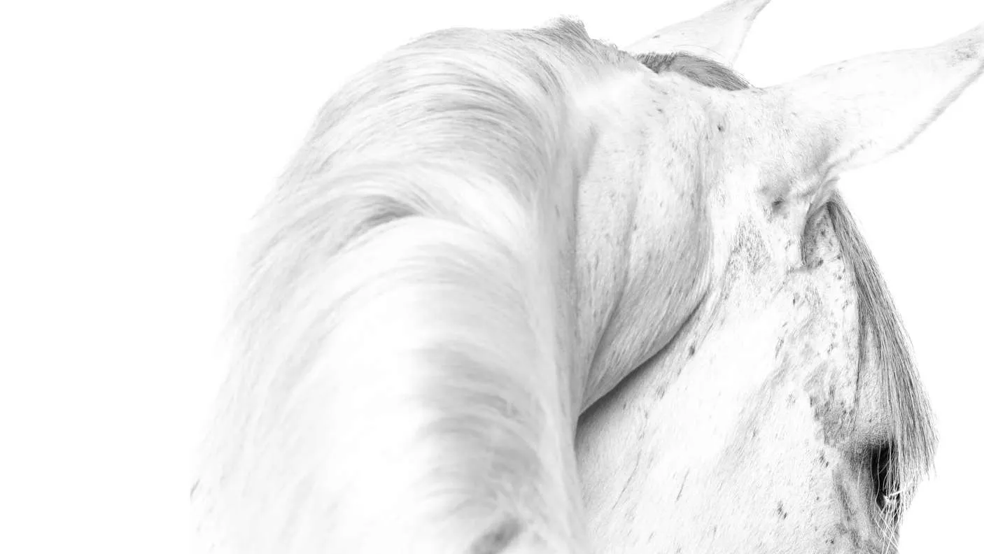 Caballo blanco en clave alta