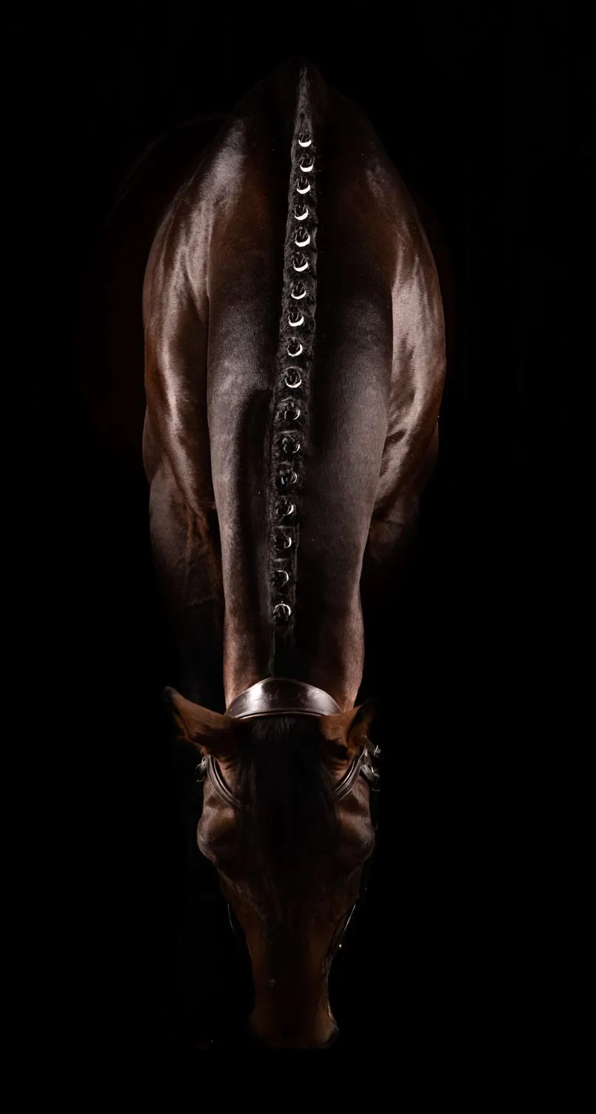Patas y cola de un caballo sobre fondo negro