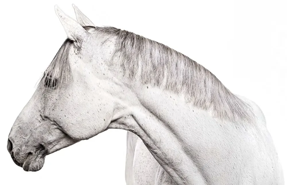 Cabeza y cuello de un caballo blanco de perfil sobre fondo blanco